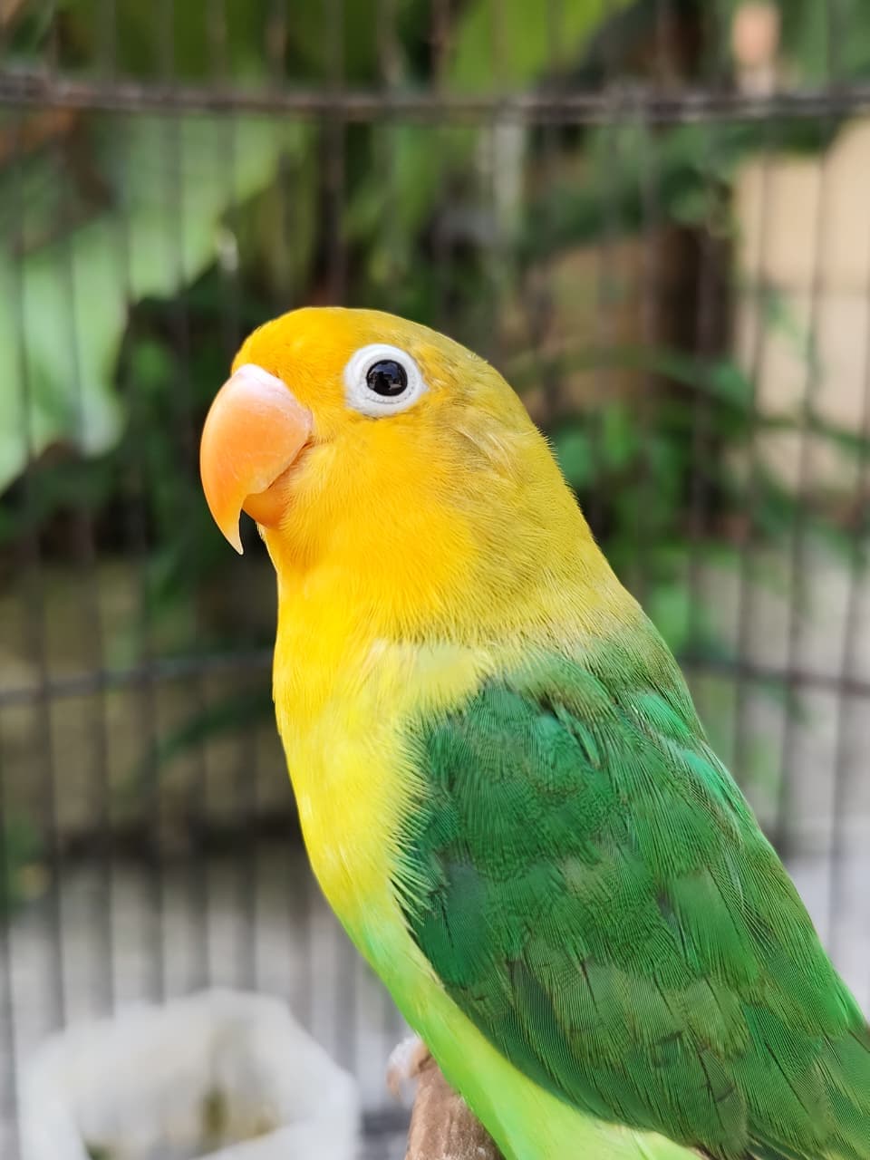 Lovebird Elite Quality Siap Kawin Burung Lovebird Berkualitas - Lovebird Berkualitas Premium Purwodadi Siap Ternak