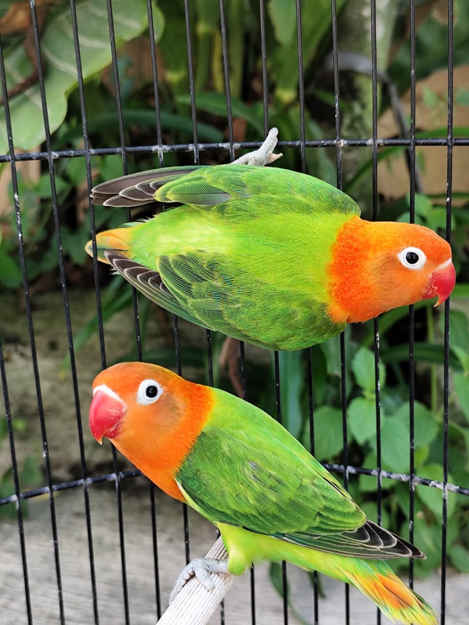 Lovebird Koleksi Spesial Burung Lovebird Berkualitas - Lovebird Berkualitas Premium Purwodadi Siap Ternak