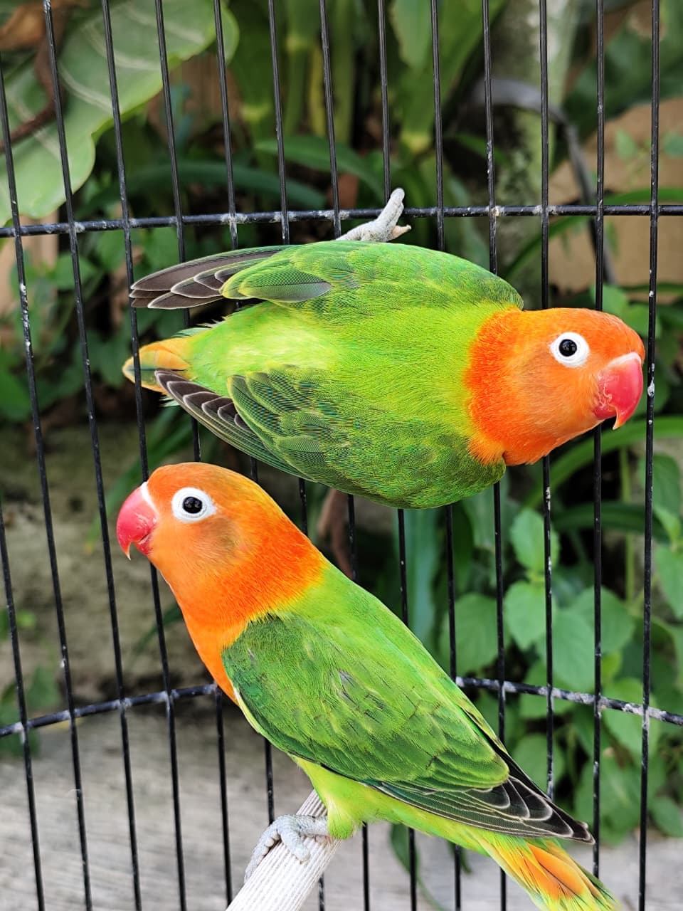 Proses Budidaya Lovebird Berkualitas di Kandang Premium
