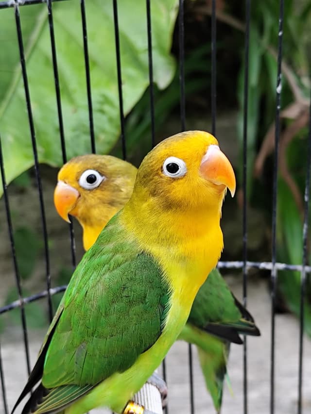 Pair Bonding Lovebird - Breeding Profesional Grobogan